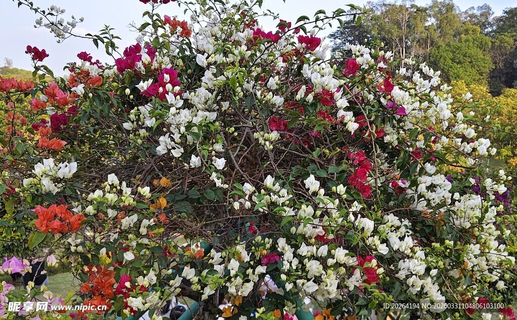 多彩花卉绽放 三角梅