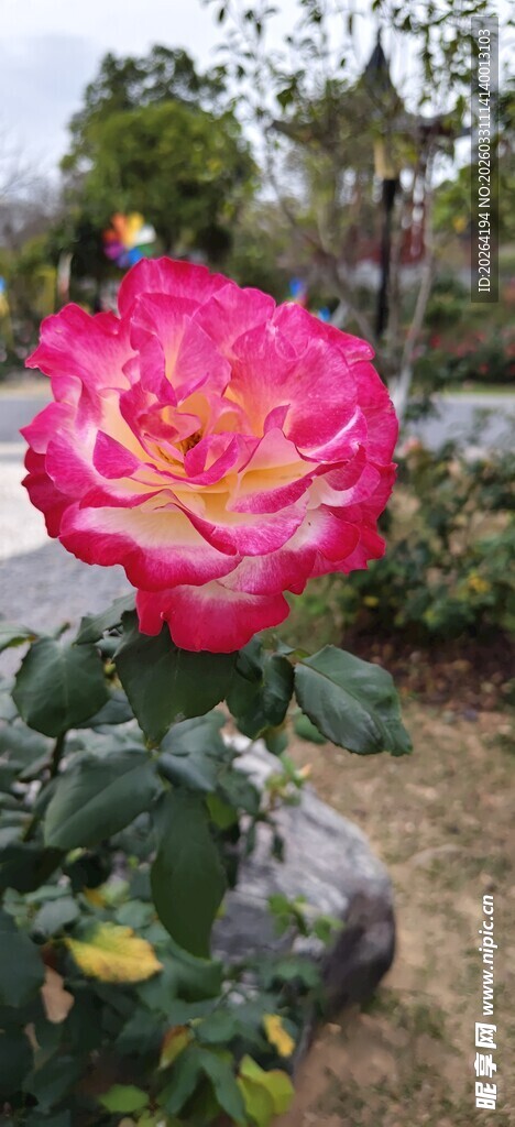 娇艳粉色月季花绽放