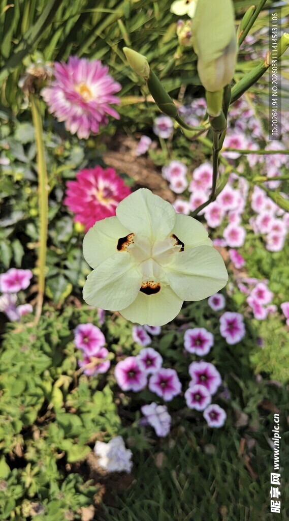 多彩花卉绽放美景