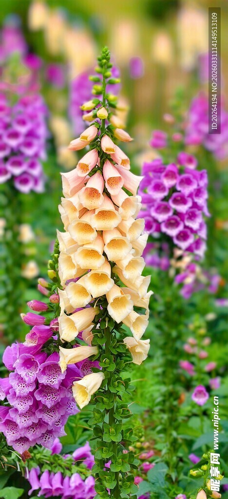 毛地黄吊钟花多彩羽扇豆花绽放