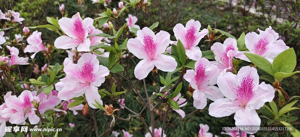 娇艳粉色杜鹃花绽放
