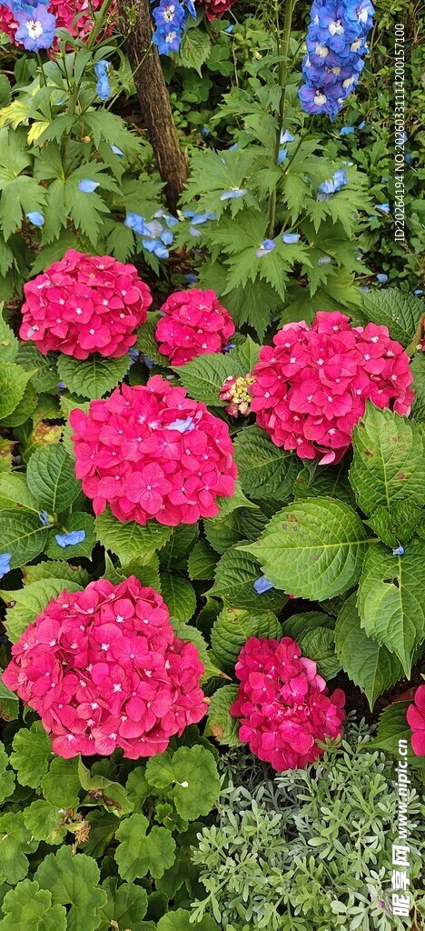 艳丽绣球花绽放于绿叶间