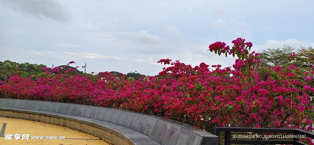 三角梅 繁花盛开的美丽户外景致