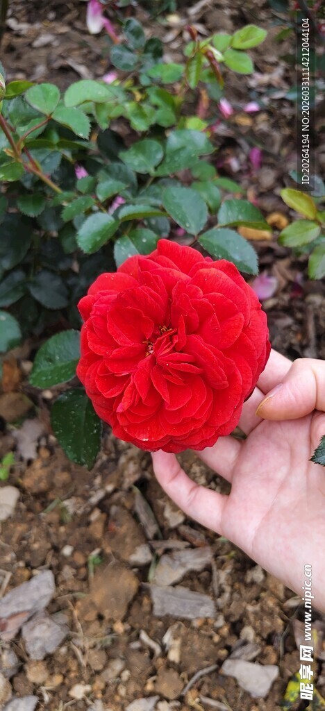 手捧娇艳红玫瑰