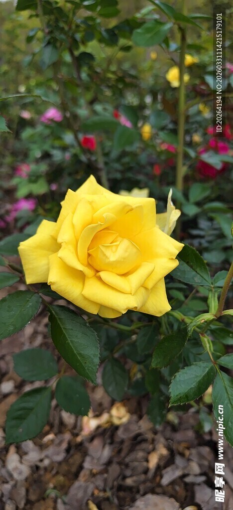 娇艳黄玫瑰绽放于花丛