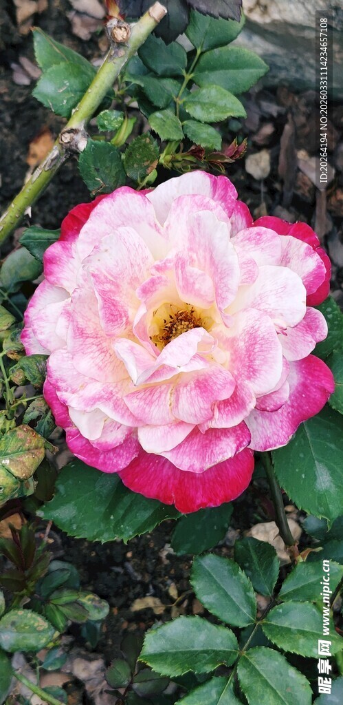 娇艳双色月季花