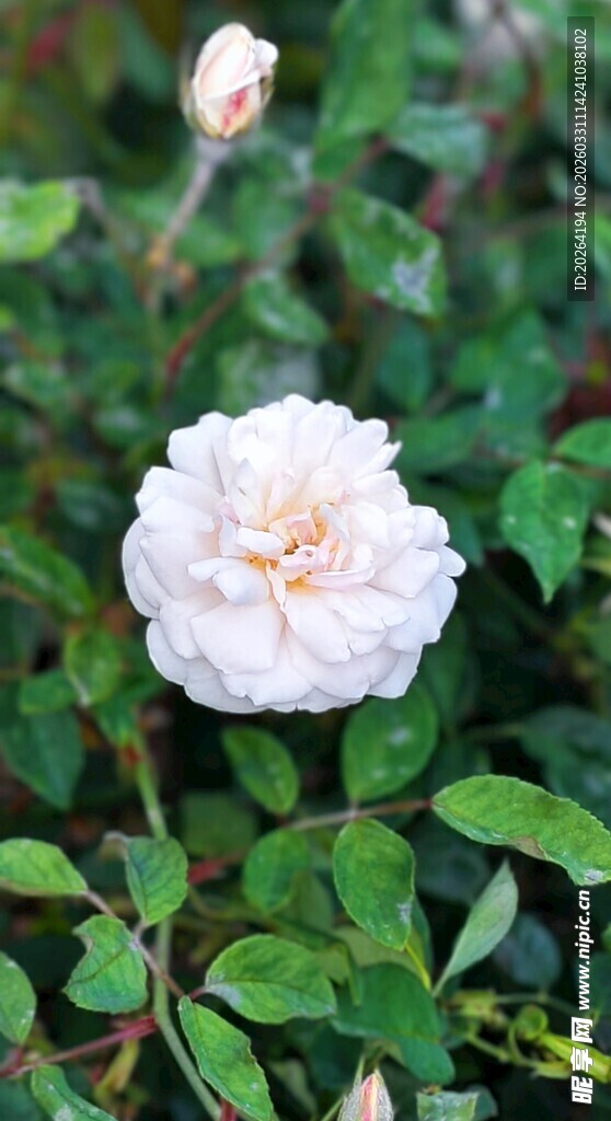 白色月季 蔷薇花绽放于绿丛中