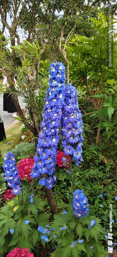 蓝紫色羽扇豆花绽放