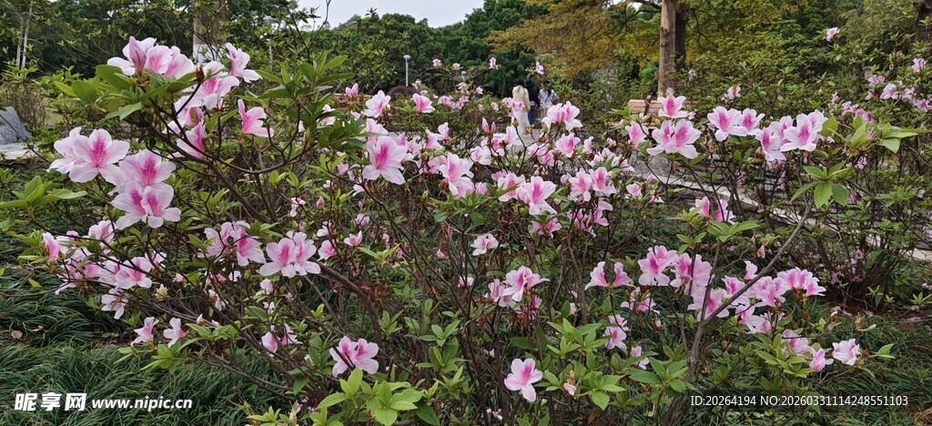杜鹃花 绽放的粉紫色繁花