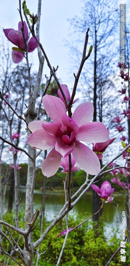 绽放的粉色玉兰花