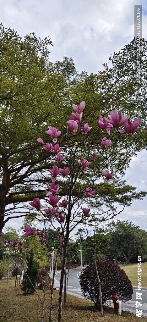 春日繁花盛开的林荫道