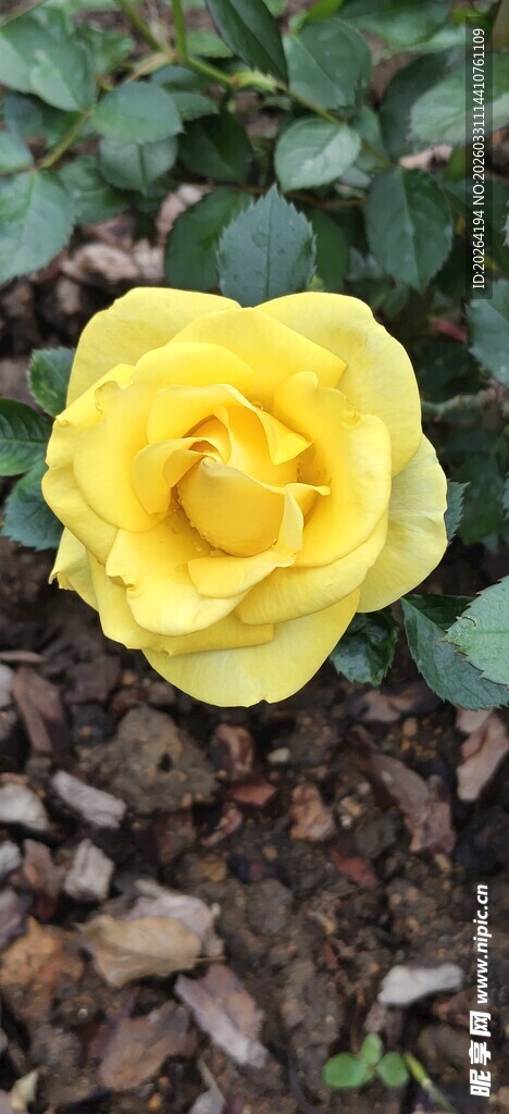 黄色娇艳玫瑰