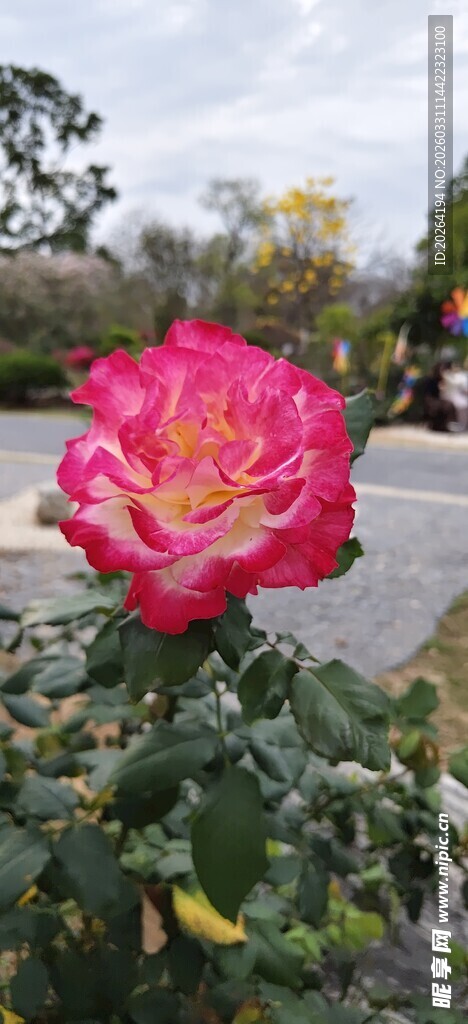 娇艳盛开的粉色大花朵