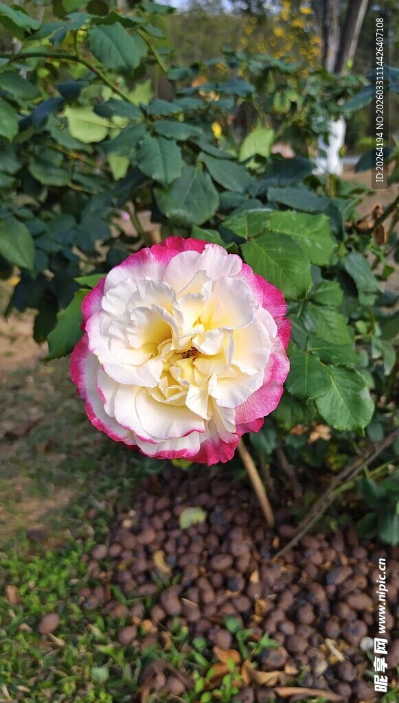 娇艳双色月季花绽放