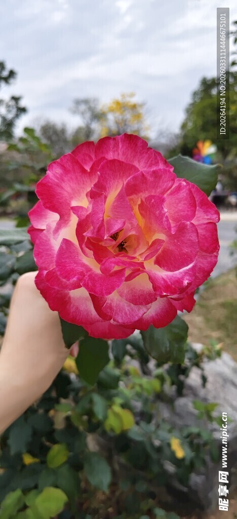 手持娇艳月季花