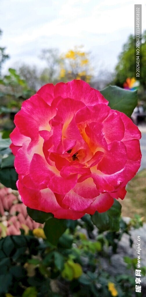 娇艳欲滴的盛开红玫瑰