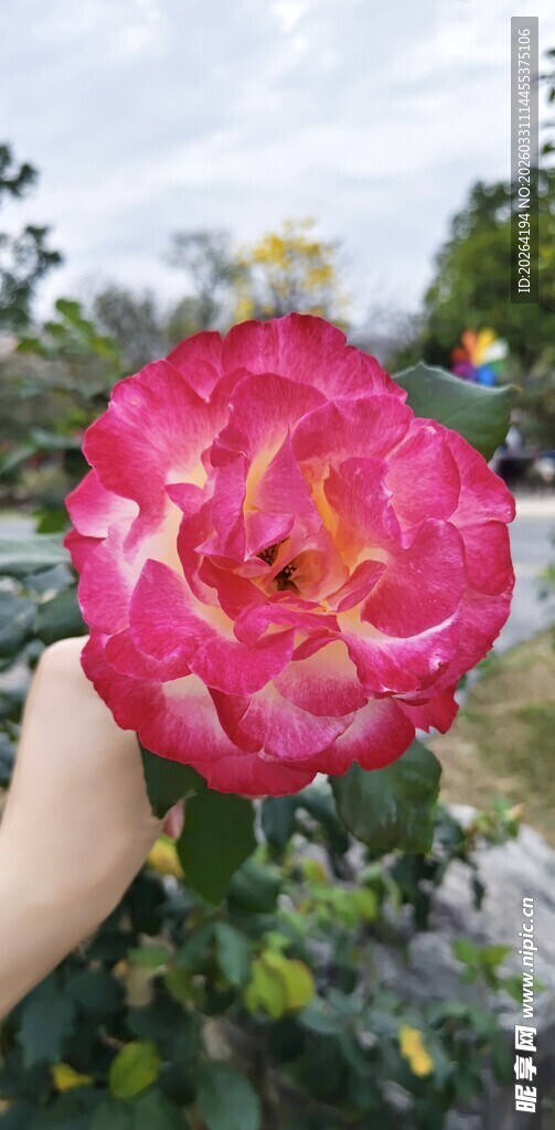 手捧娇艳粉色月季花