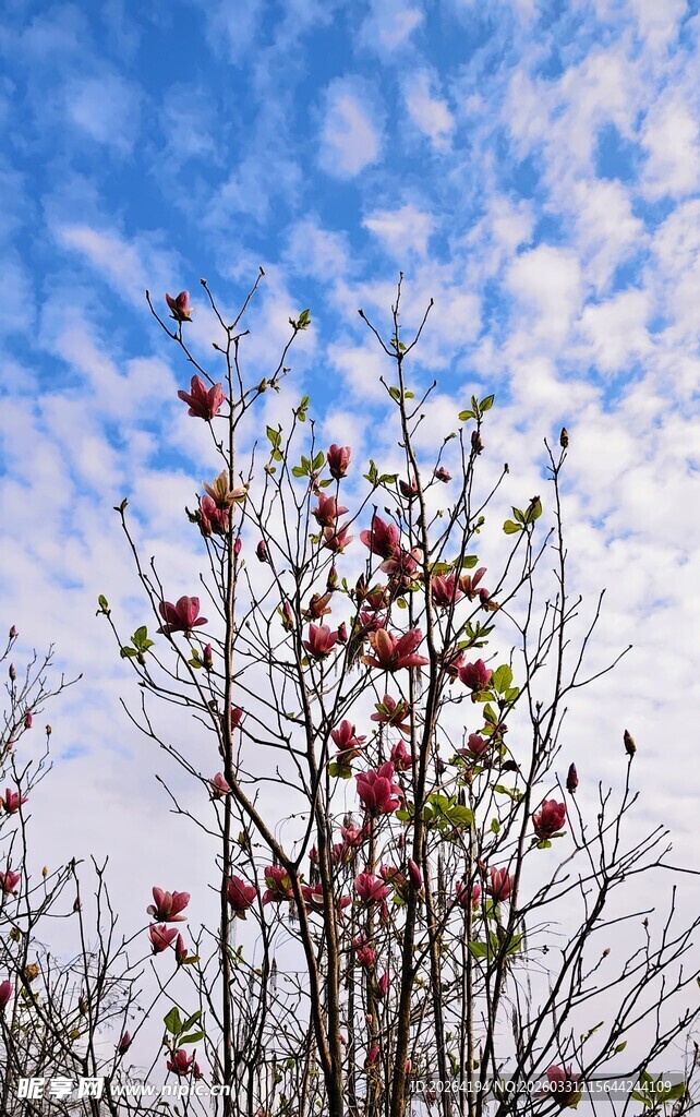 蓝天映衬下的繁花树枝
