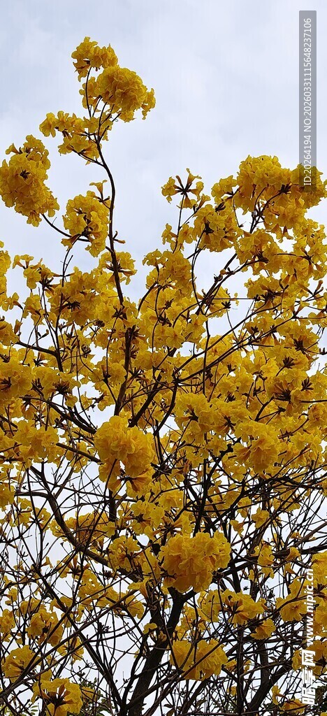 金黄繁花满树的艳丽景致