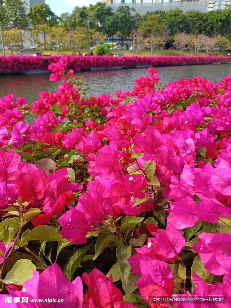 艳丽三角梅绽放河岸