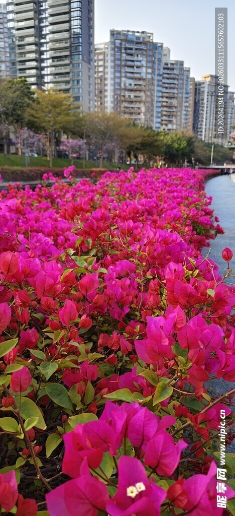 河畔盛放的艳丽三角梅