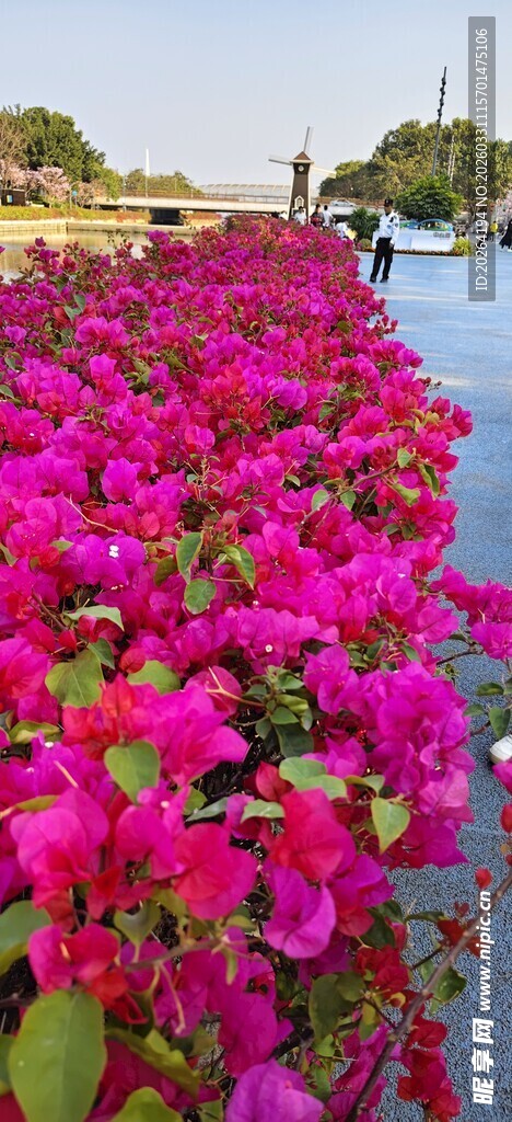 河畔盛放的艳丽三角梅花海