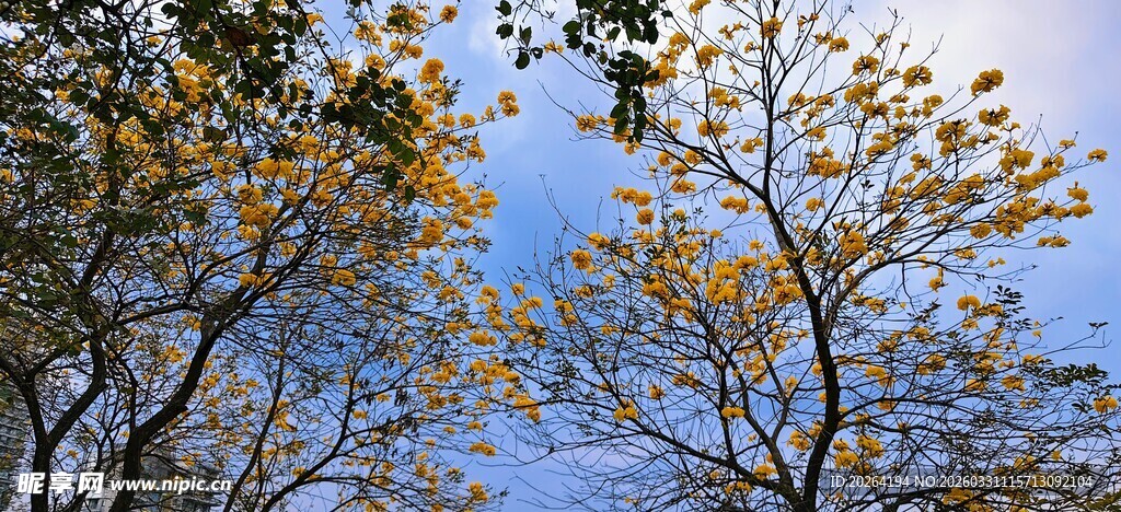 秋日树木与蓝天景致