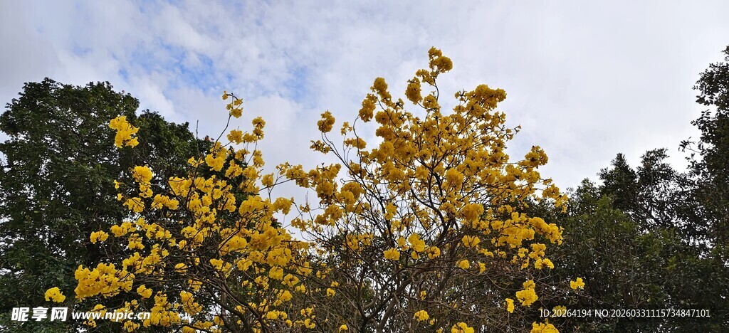 黄花风铃木 金黄花叶映蓝天