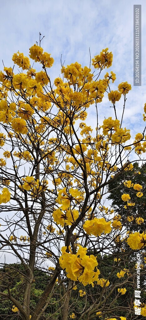 黄花风铃木 枝头绽放的金黄花朵