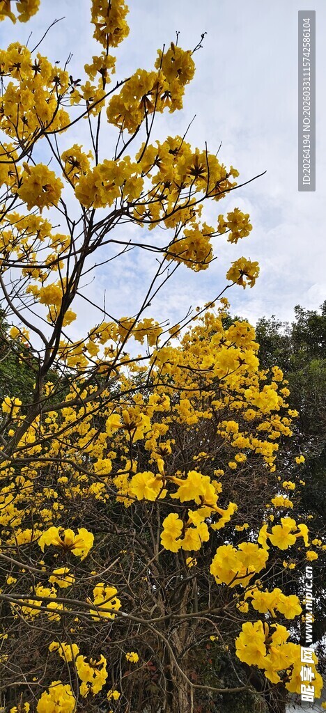 黄花风铃木 黄花绽放的灿烂之景