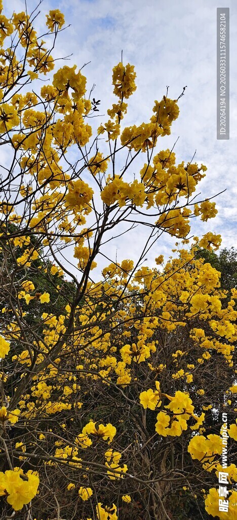 黄花风铃木 金黄花朵绽放枝头