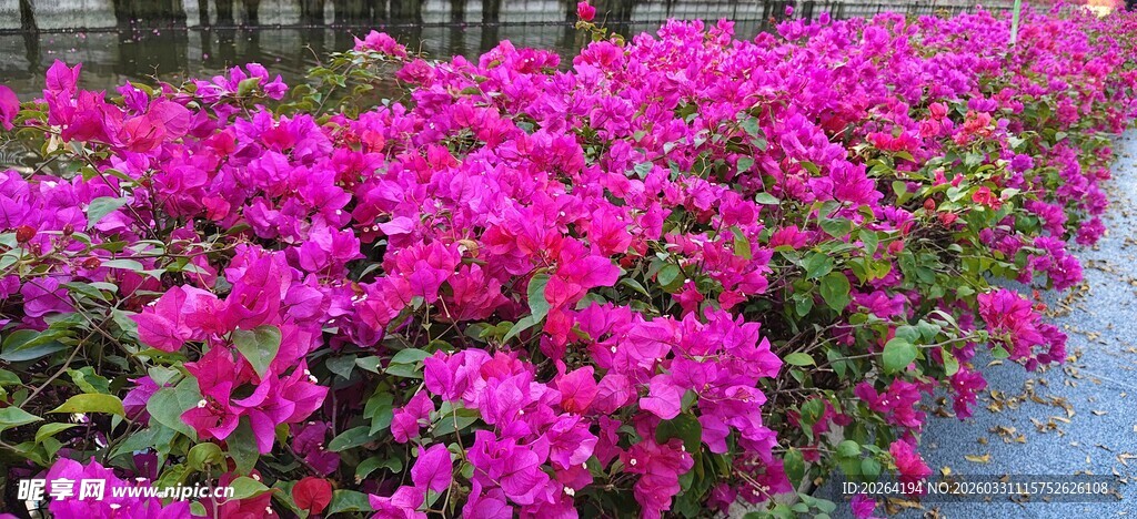 艳丽三角梅绽放于路旁