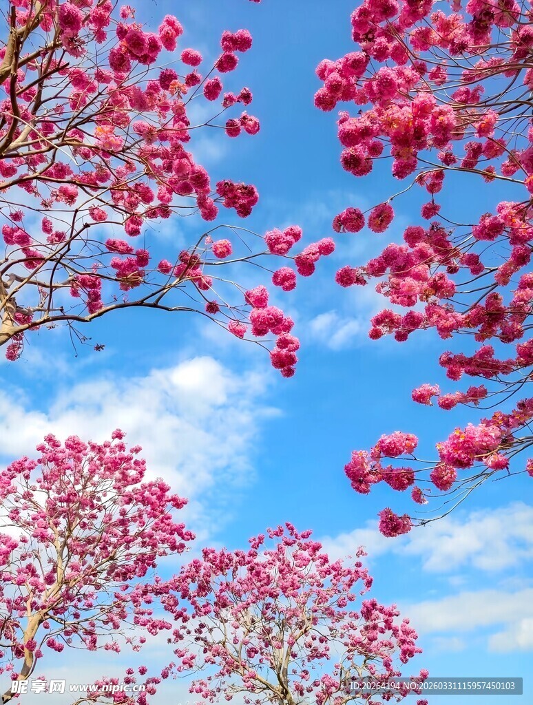 紫花风铃木蓝天映衬下的绚烂红花