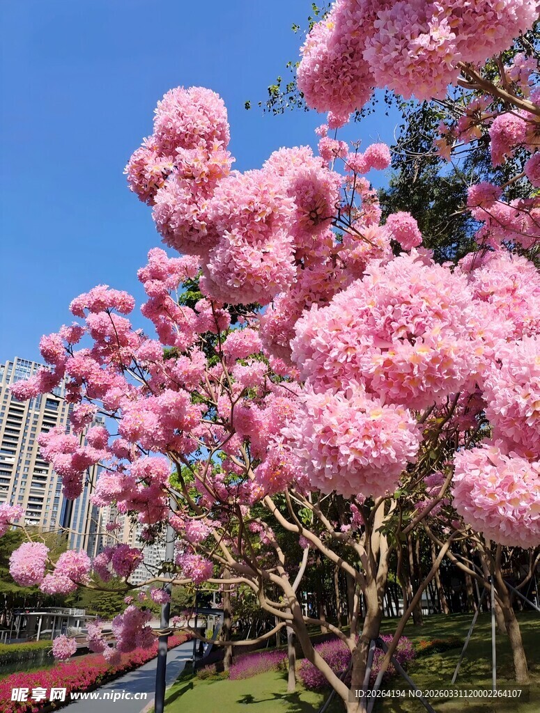 紫花风铃木烂漫粉色樱花绽放美景