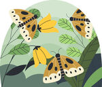 花丛中的多彩蛾类蝴蝶