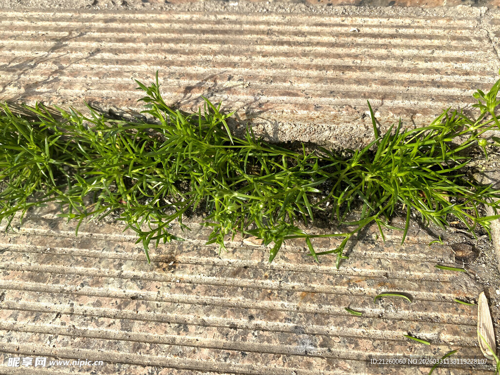 砖缝中生长的翠绿小草