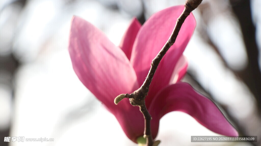 娇艳玉兰花绽放枝头