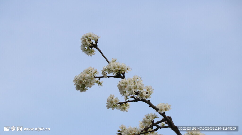 枝头繁花映蓝天