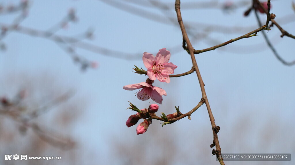 枝头绽放的娇艳粉色花朵