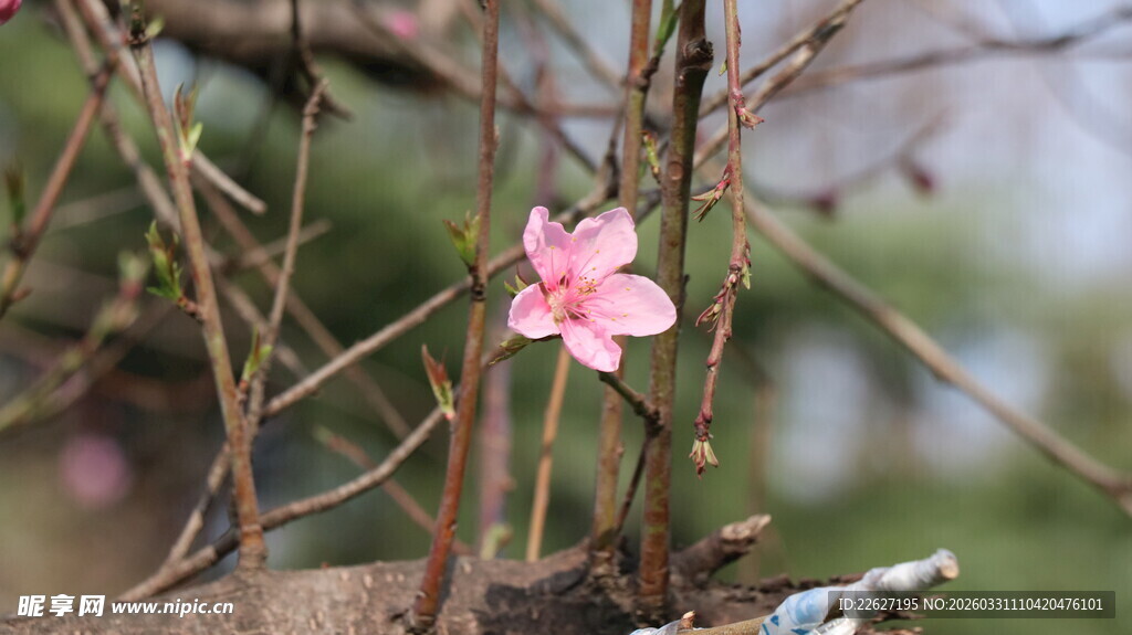 枝头绽放的娇艳粉色花朵