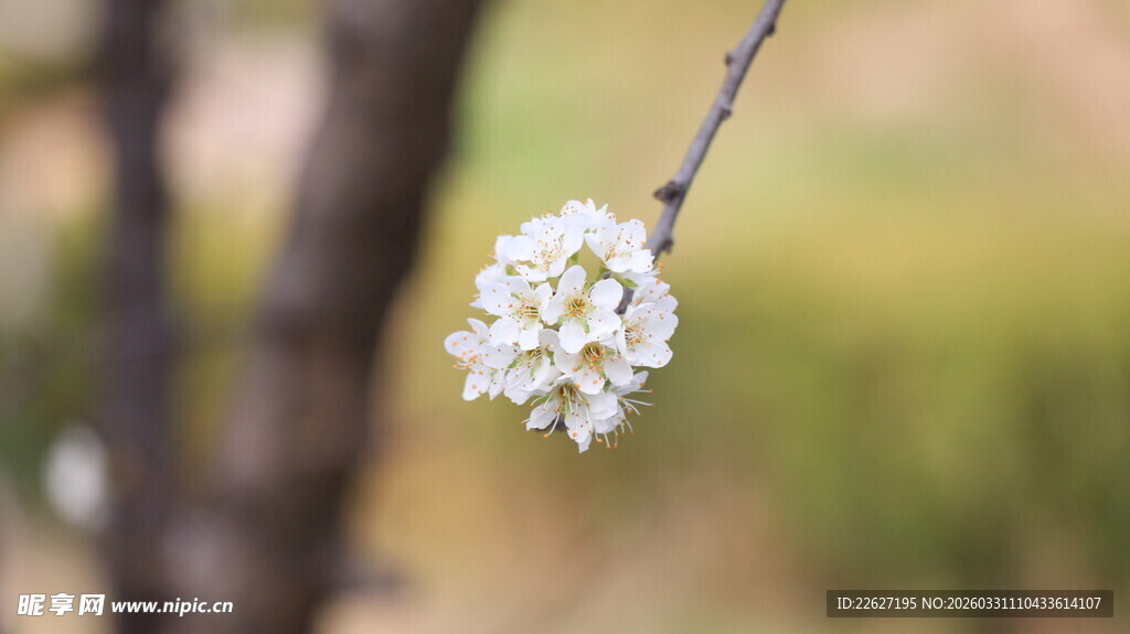 枝头绽放的白色小花