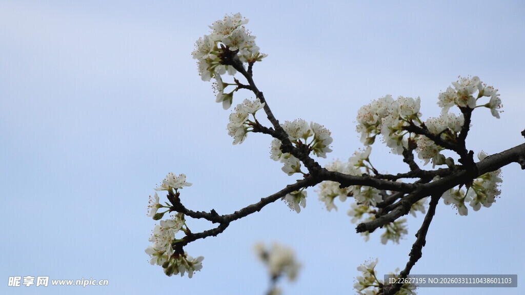 枝头绽放的白色花朵