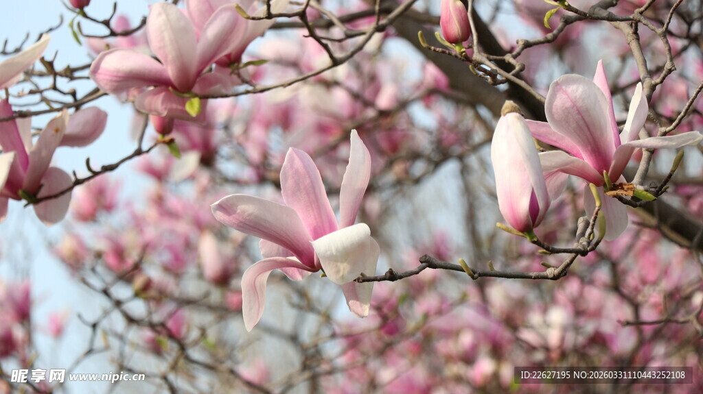 盛开的玉兰花枝头美景