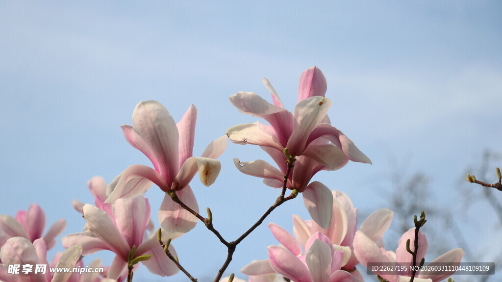 粉艳玉兰花绽放枝头