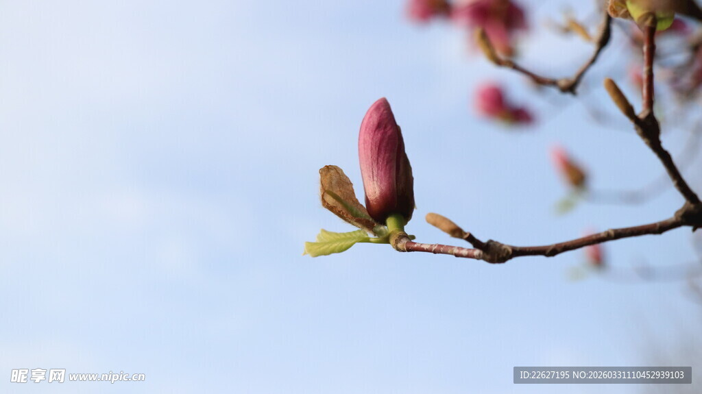 枝头玉兰花苞初绽
