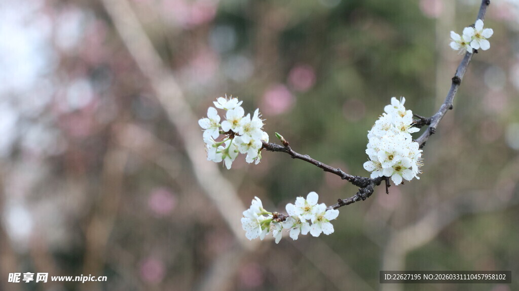 枝头绽放的洁白小花