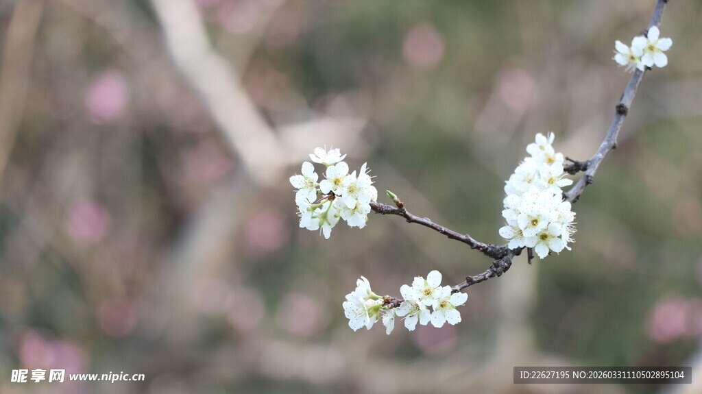 枝头绽放的白色小花