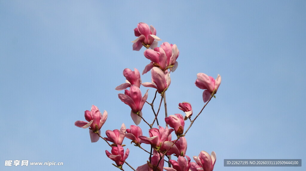 蓝天映衬下的娇艳红花朵