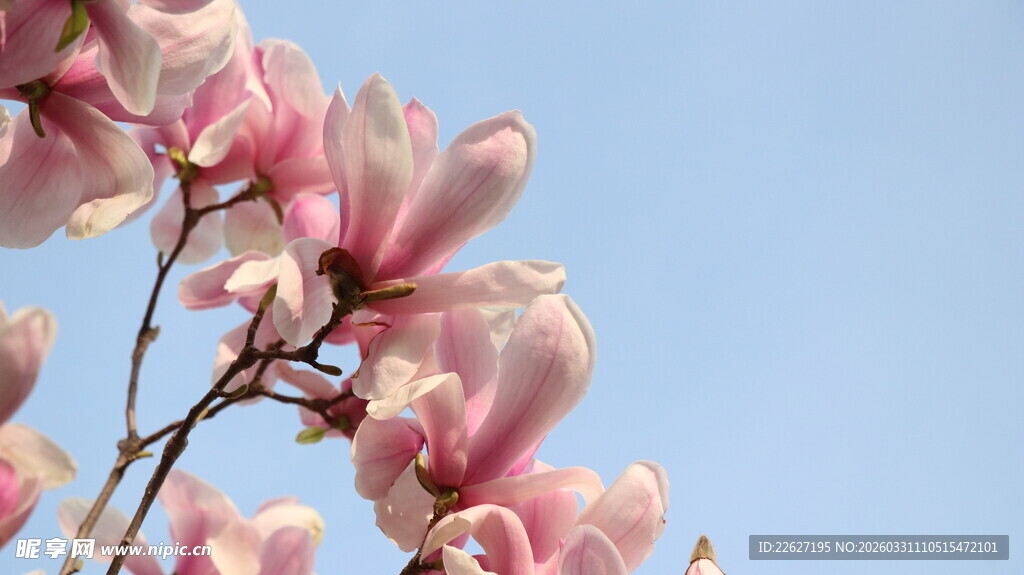 玉兰花绽放蓝天之下