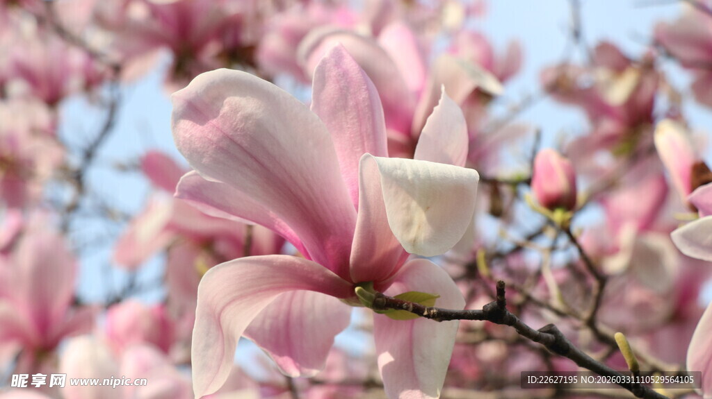 盛开的粉色玉兰花